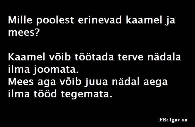 Mille poolest erinevad mees ja kaamel?