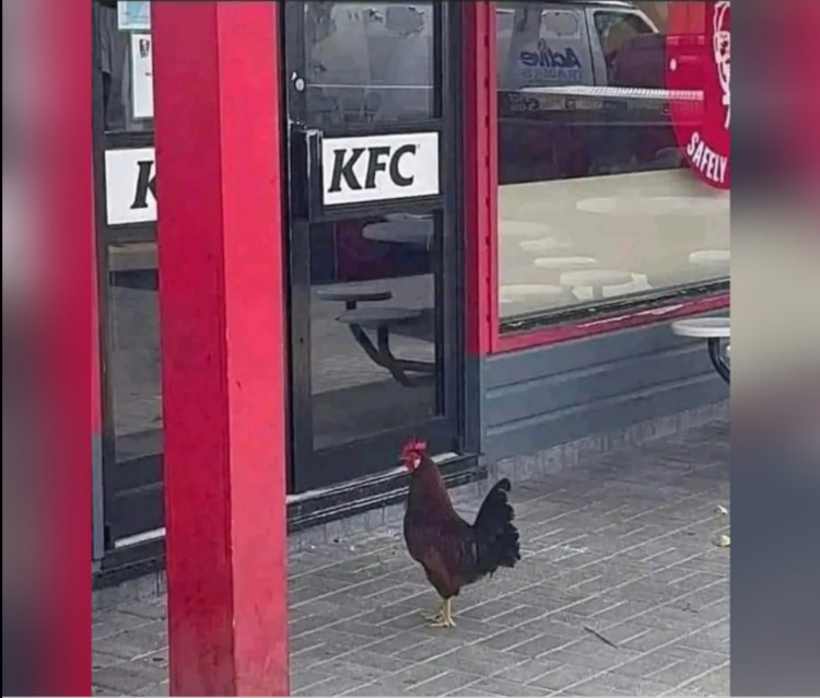 See kana on küll munadega….